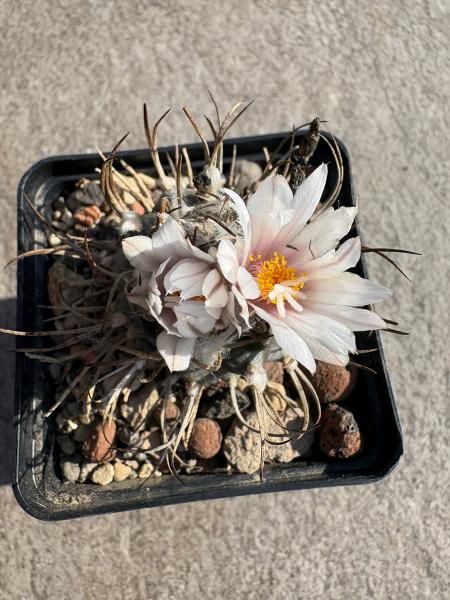 Turbinicarpus macrochele
